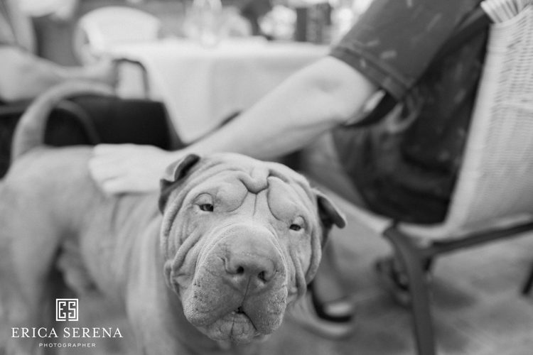 Perth wedding photographer, wedding photography perth, wedding dog, dogs at weddings, Shar pei, 