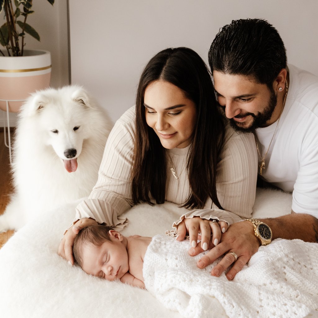 White fluffy Samoyed dog at newborn photography session Perth