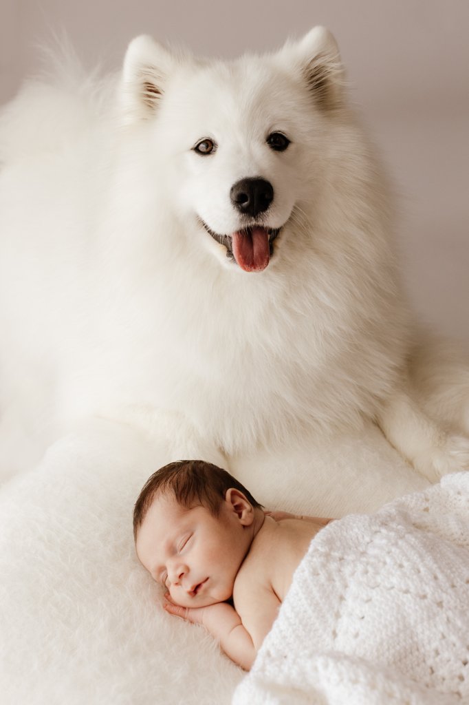 White fluffy Samoyed dog at newborn photography session Perth
