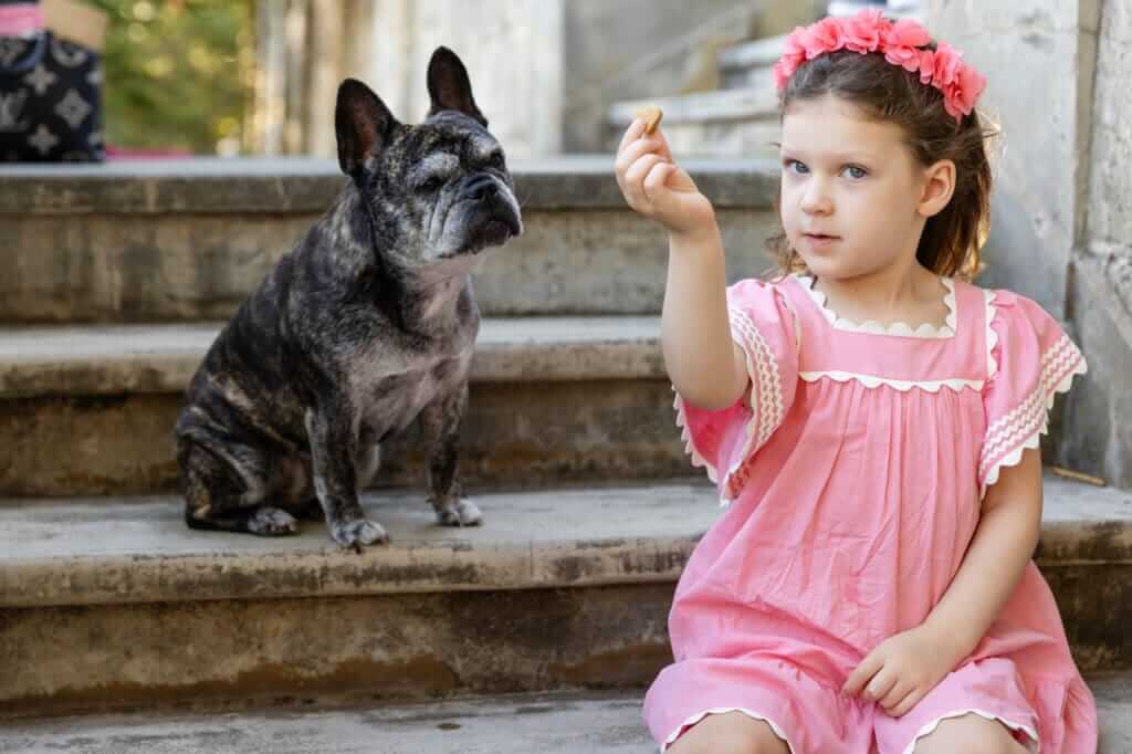 Little girl offering a treat to her French Bulldog on the steps during a Perth family and dog photo shoot.