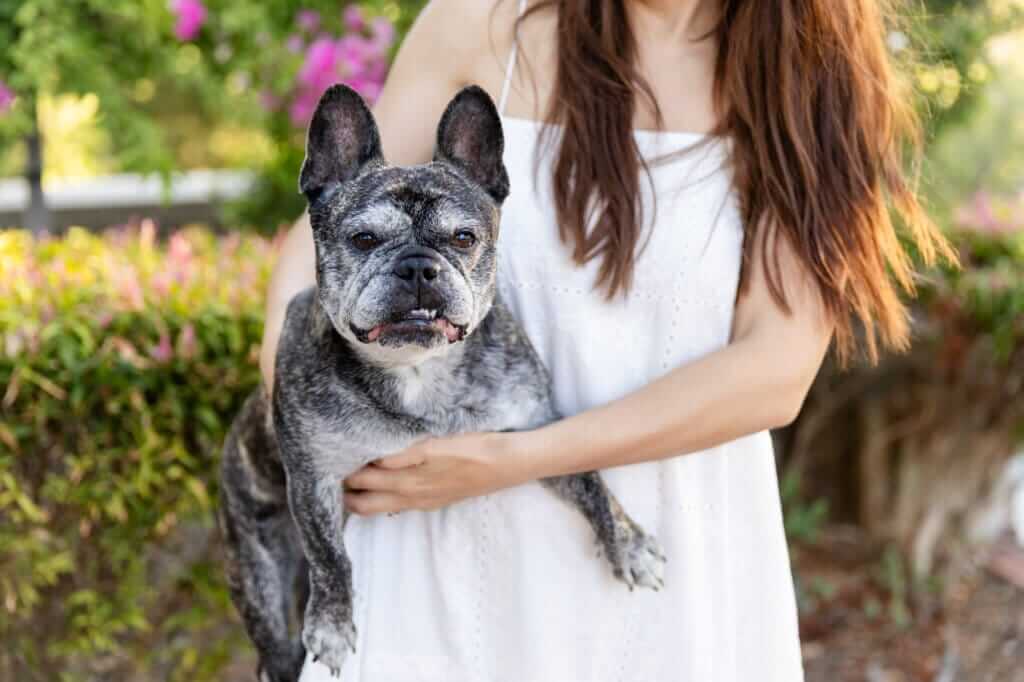 Close up of a rescue French Bulldog being held by her owner during a family and dog photography session in Perth.