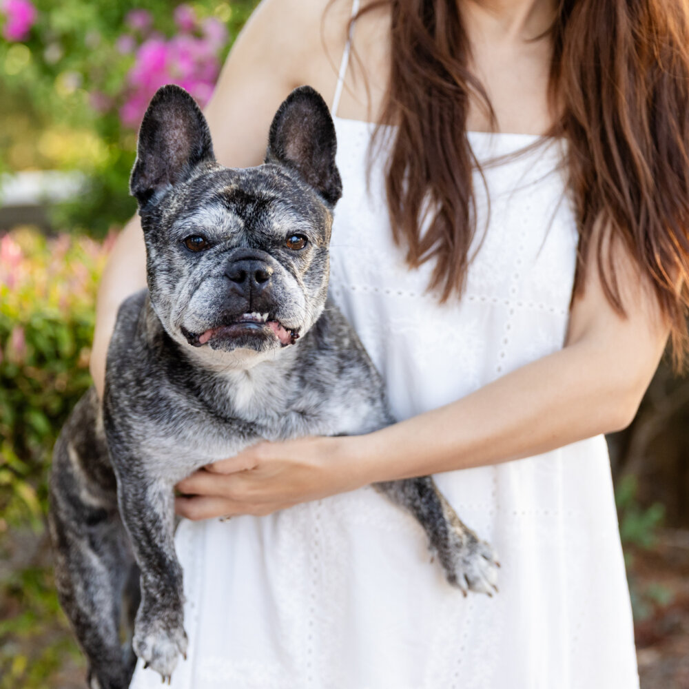 woman holding French bulldog in garden with pink flowers, pet photography Perth